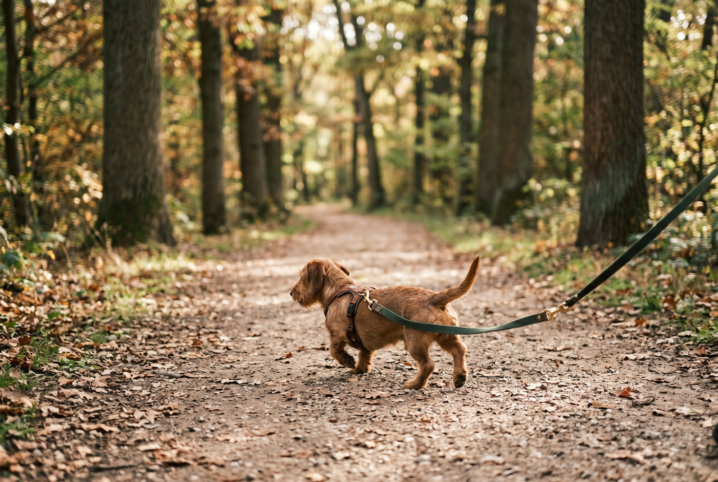 Leash Training in 7 Days