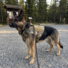 Tactical Harness Set