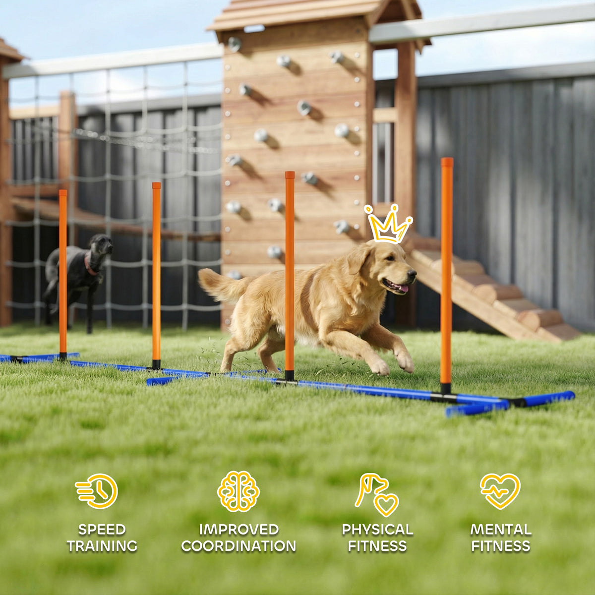 Golden retriever running the weave poles in a backyard, with training benefit icons below