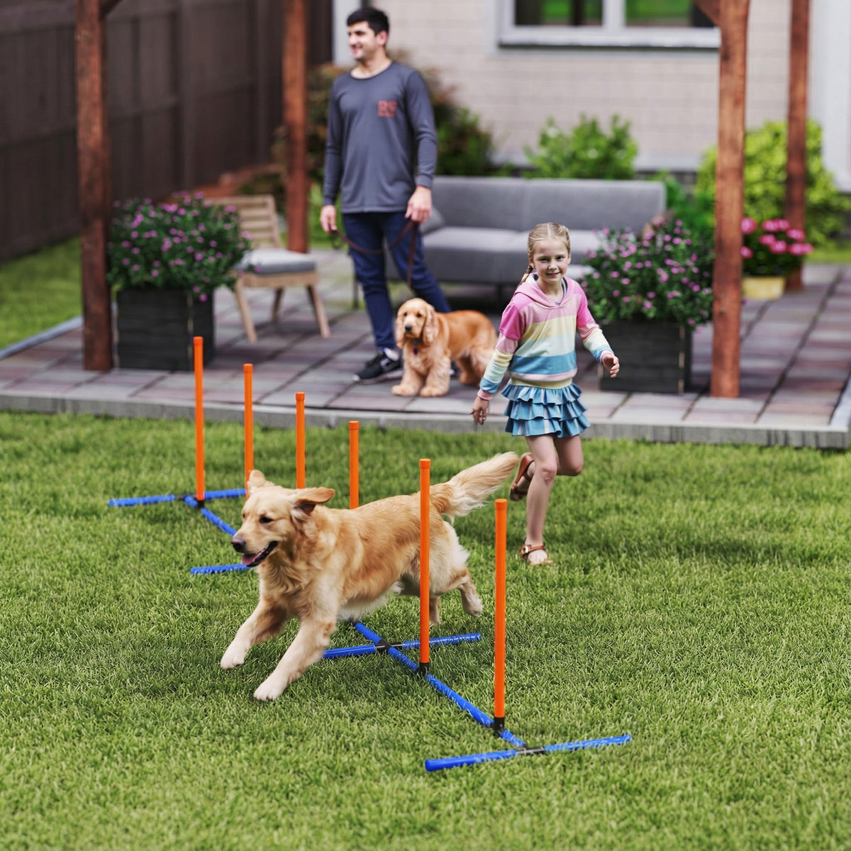 Golden retriever weaving through orange and blue poles on a lawn while a man and a girl watch