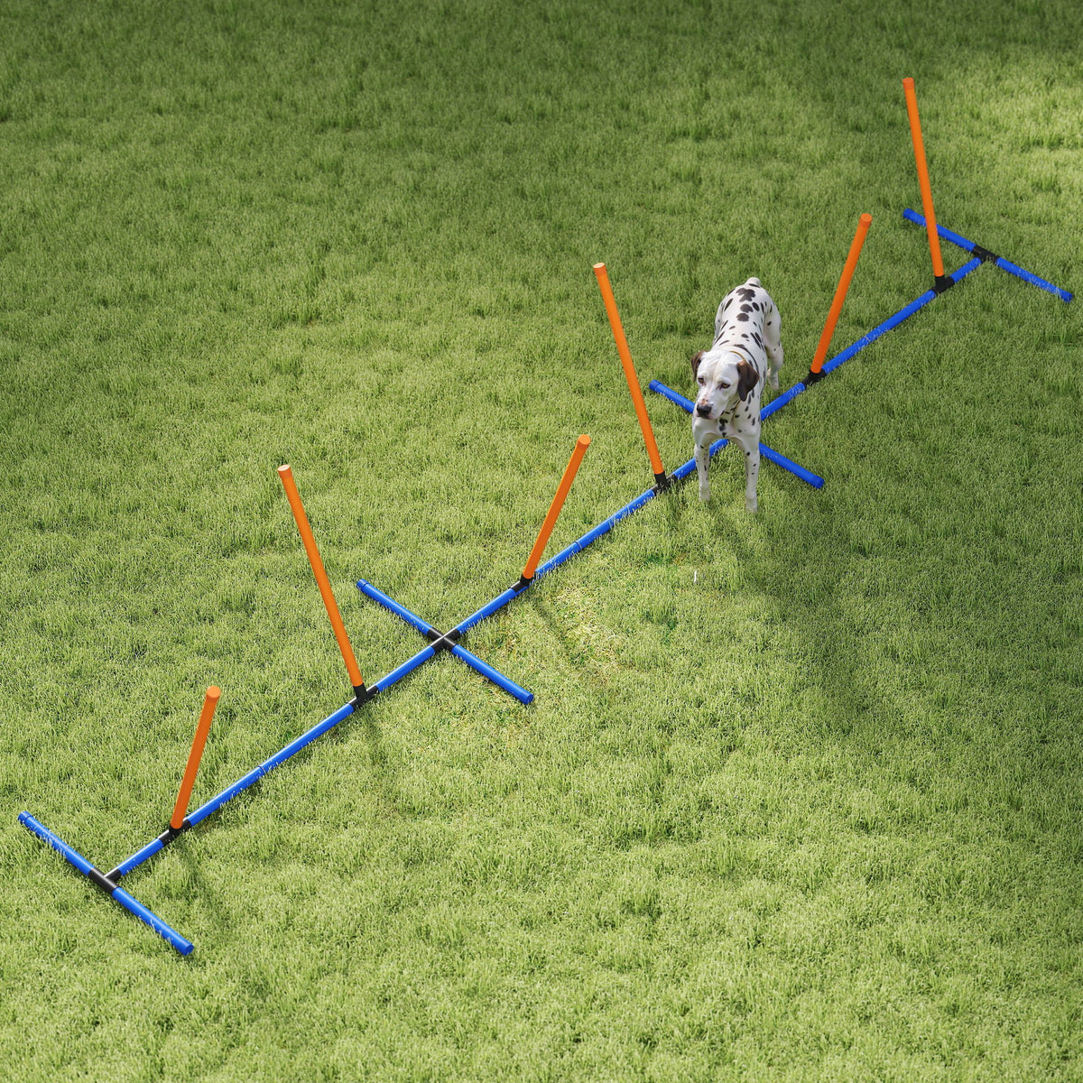Dalmatian weaving through the blue and orange pole set on grass, seen from above