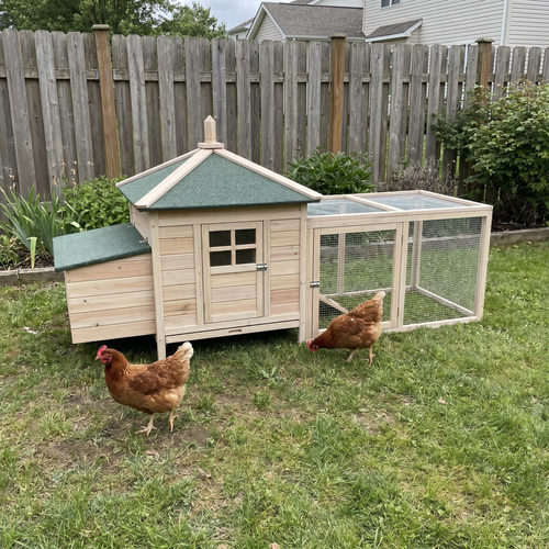 Wooden chicken coop with two hens in a real backyard