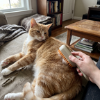 Pet using the product in a real home