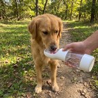 Pet using the product in a real home