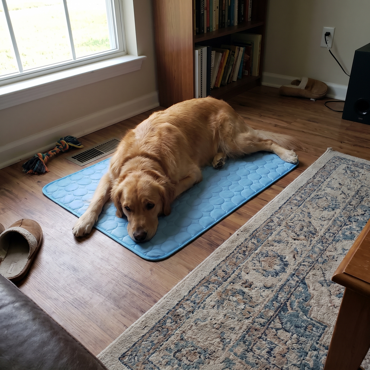Pet using the product in a real home