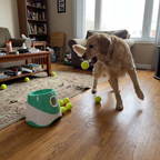 Pet using the product in a real home