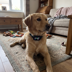 Pet using the product in a real home
