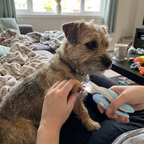 Pet using the product in a real home