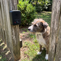 Pet using the product in a real home