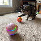Pet using the product in a real home