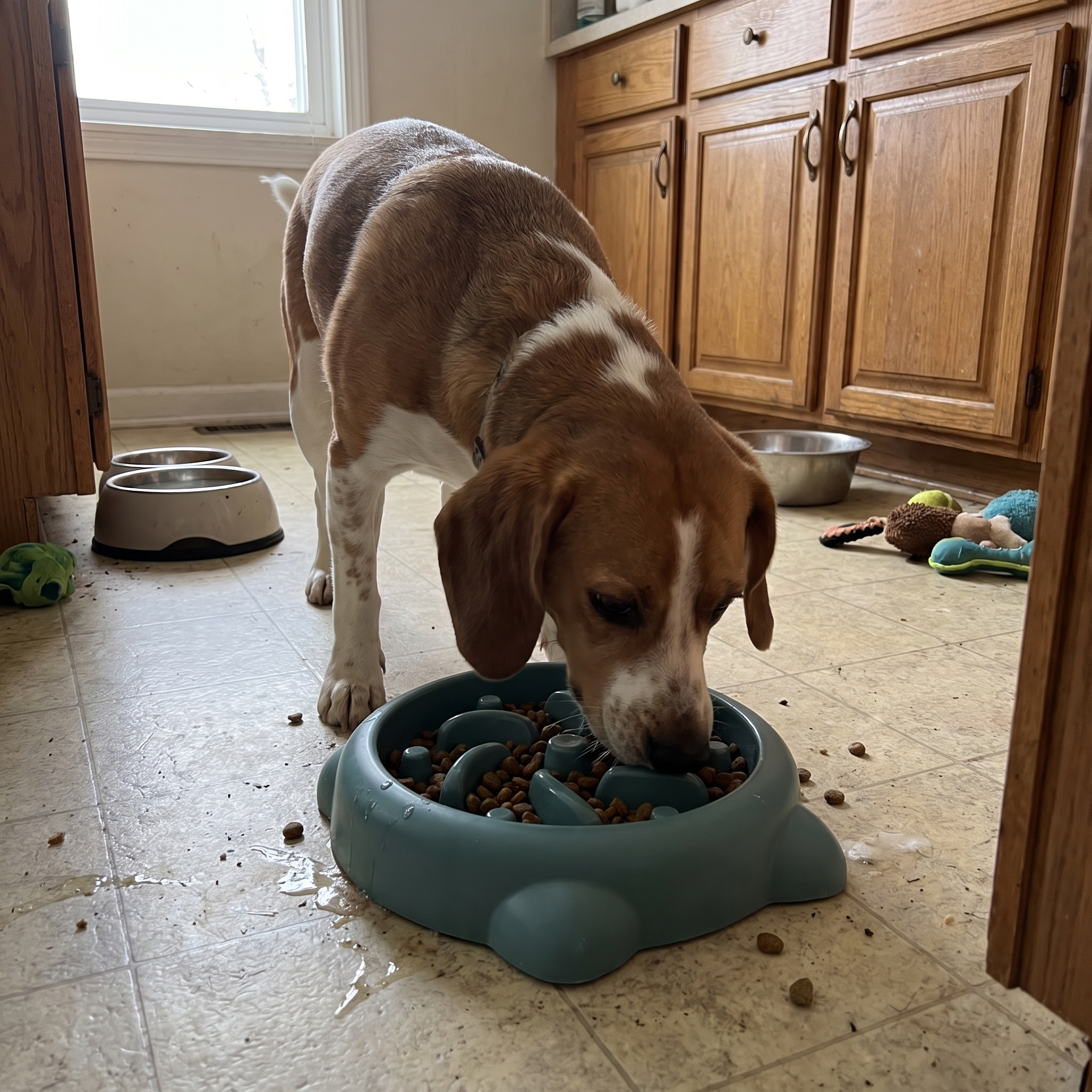 Pet using the product in a real home
