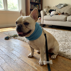 Pet using the product in a real home