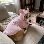 Pet using the product in a real home