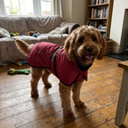 Pet using the product in a real home