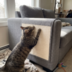 Pet using the product in a real home