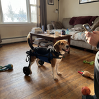 Pet using the product in a real home