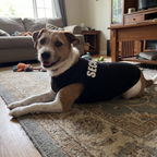 Pet using the product in a real home