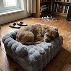 Pet using the product in a real home