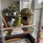 Pet using the product in a real home