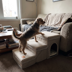 Pet using the product in a real home