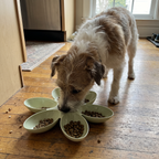 Pet using the product in a real home