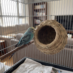 Pet using the product in a real home