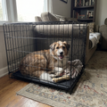 Pet using the product in a real home