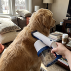 Pet using the product in a real home