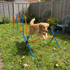 Pet using the product in a real home