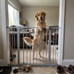 Pet using the product in a real home