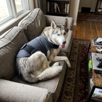 Pet using the product in a real home