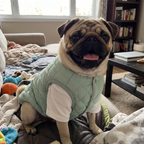 Pet using the product in a real home