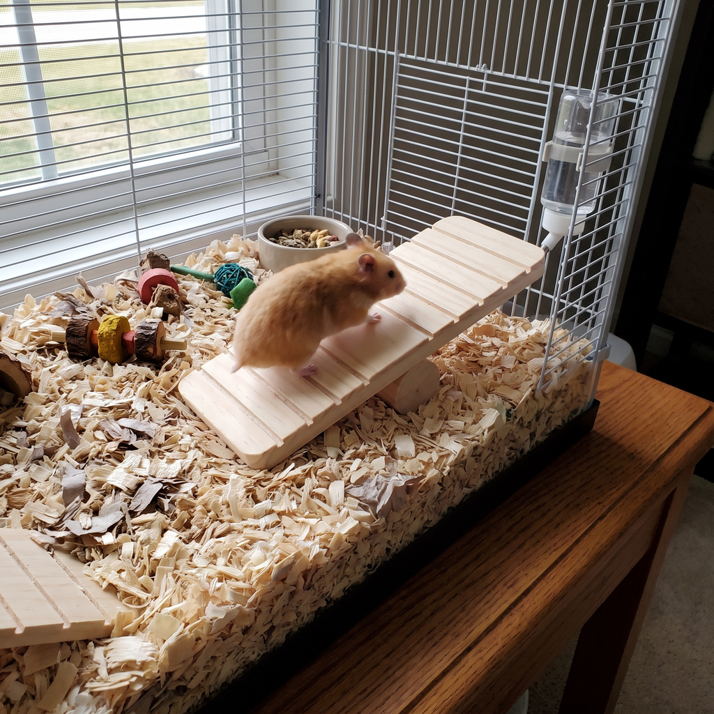 Pet using the product in a real home