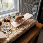 Pet using the product in a real home