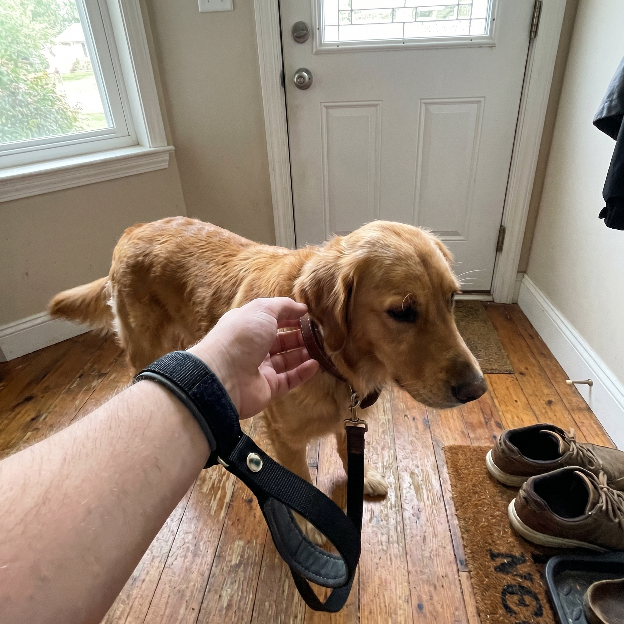Pet using the product in a real home