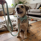 Pet using the product in a real home