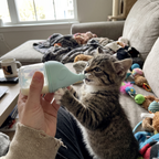 Pet using the product in a real home