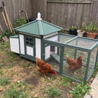 Pet using the product in a real home