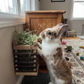 Pet using the product in a real home