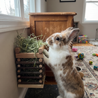 Pet using the product in a real home