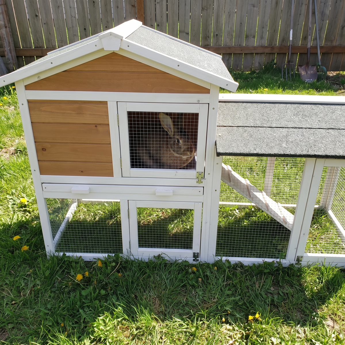 Pet using the product in a real home