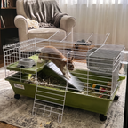 Pet using the product in a real home