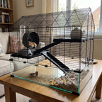 Pet using the product in a real home