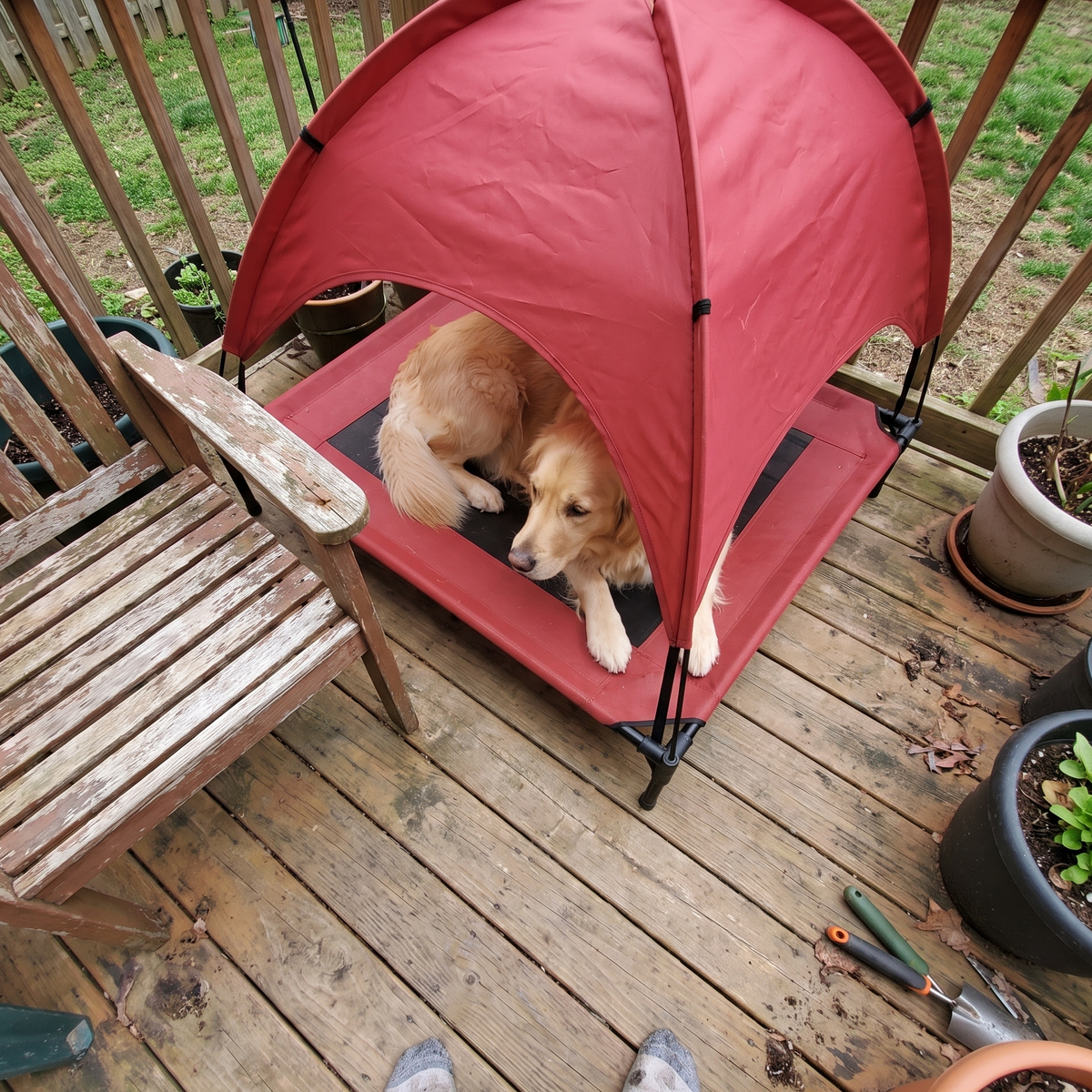 Golden retriever on the raised dog cot on a patio deck beside a garden chair - lifestyle v2