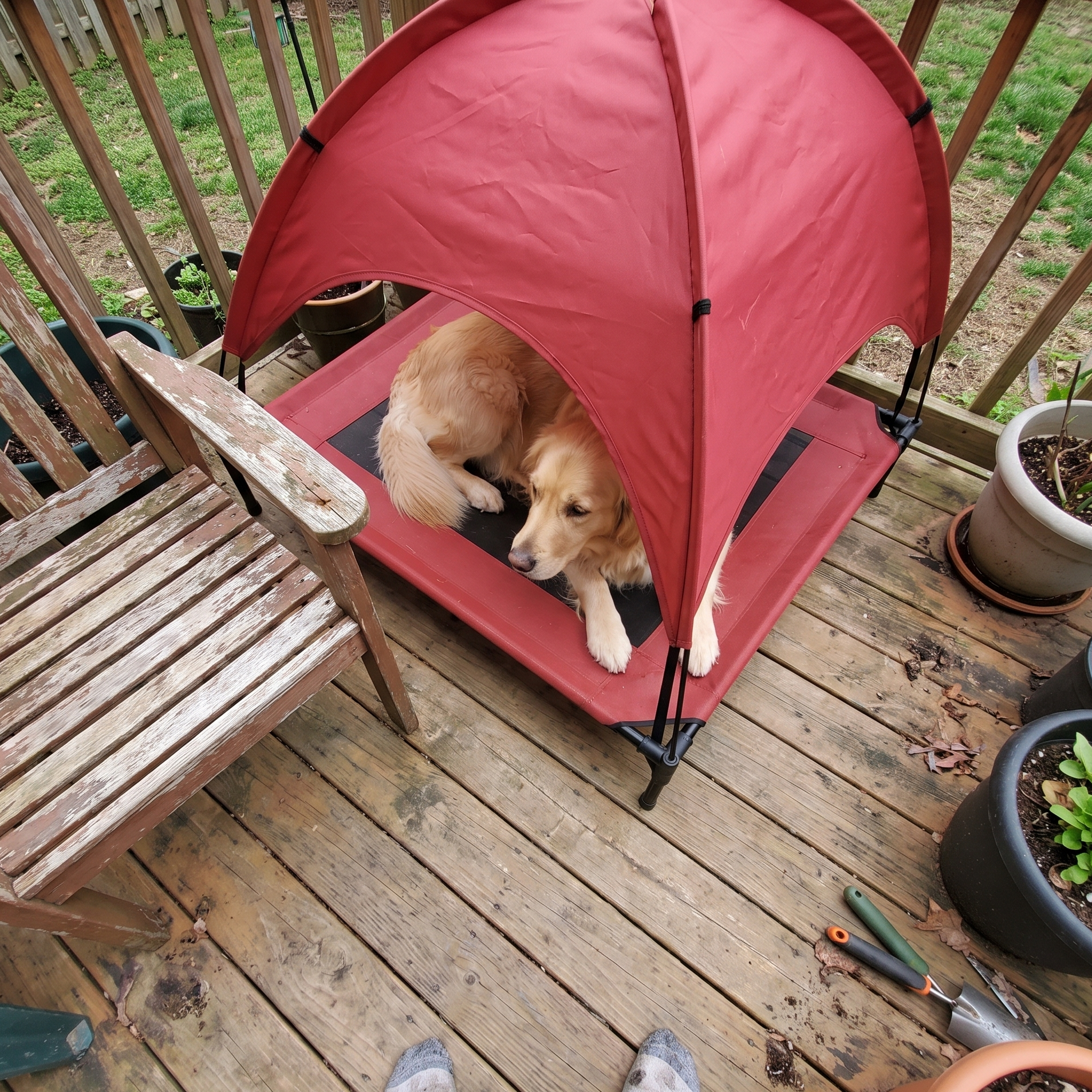 Golden retriever on the raised dog cot on a patio deck beside a garden chair - lifestyle v2