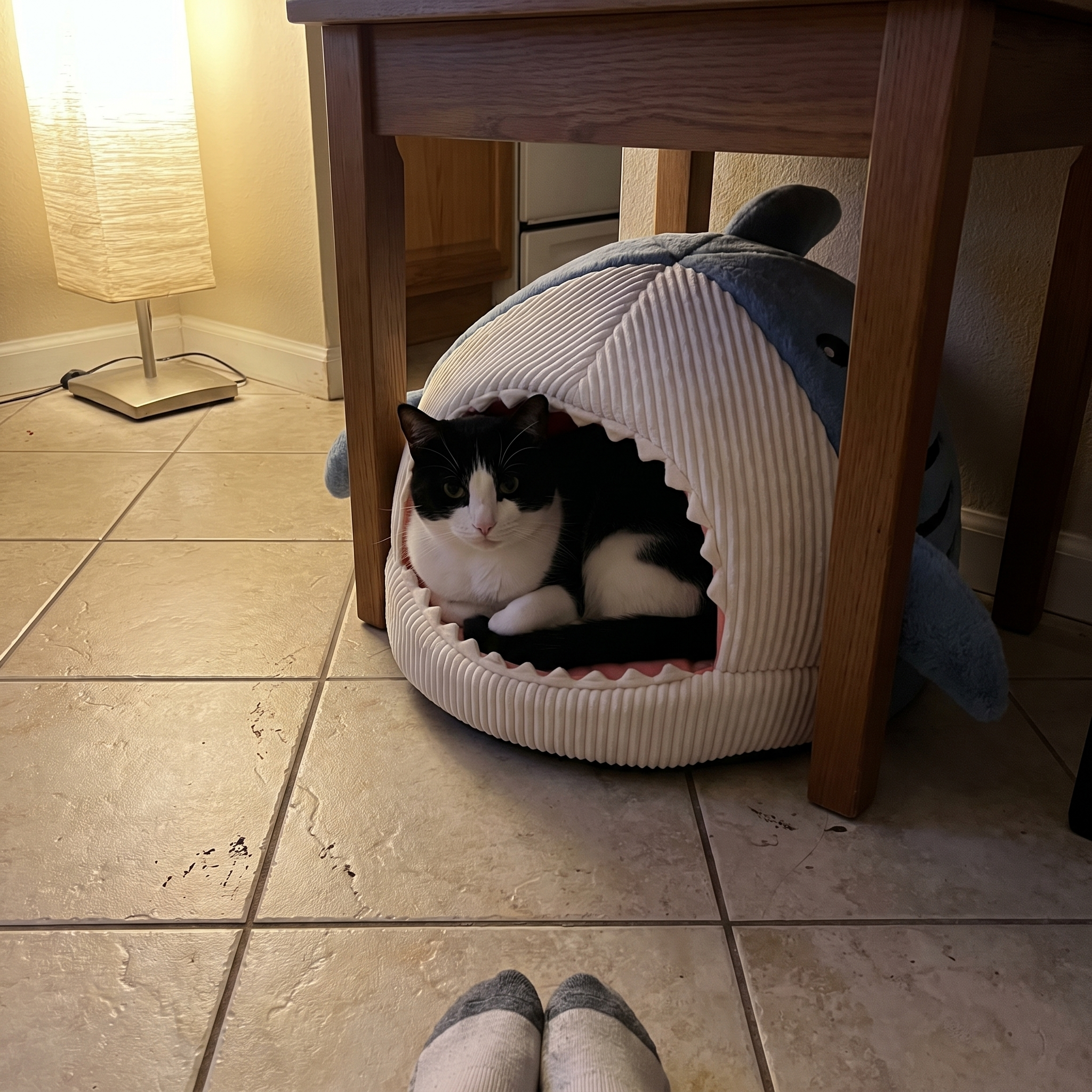 Tuxedo cat tucked inside the shark cat cave bed on a kitchen floor - lifestyle v2