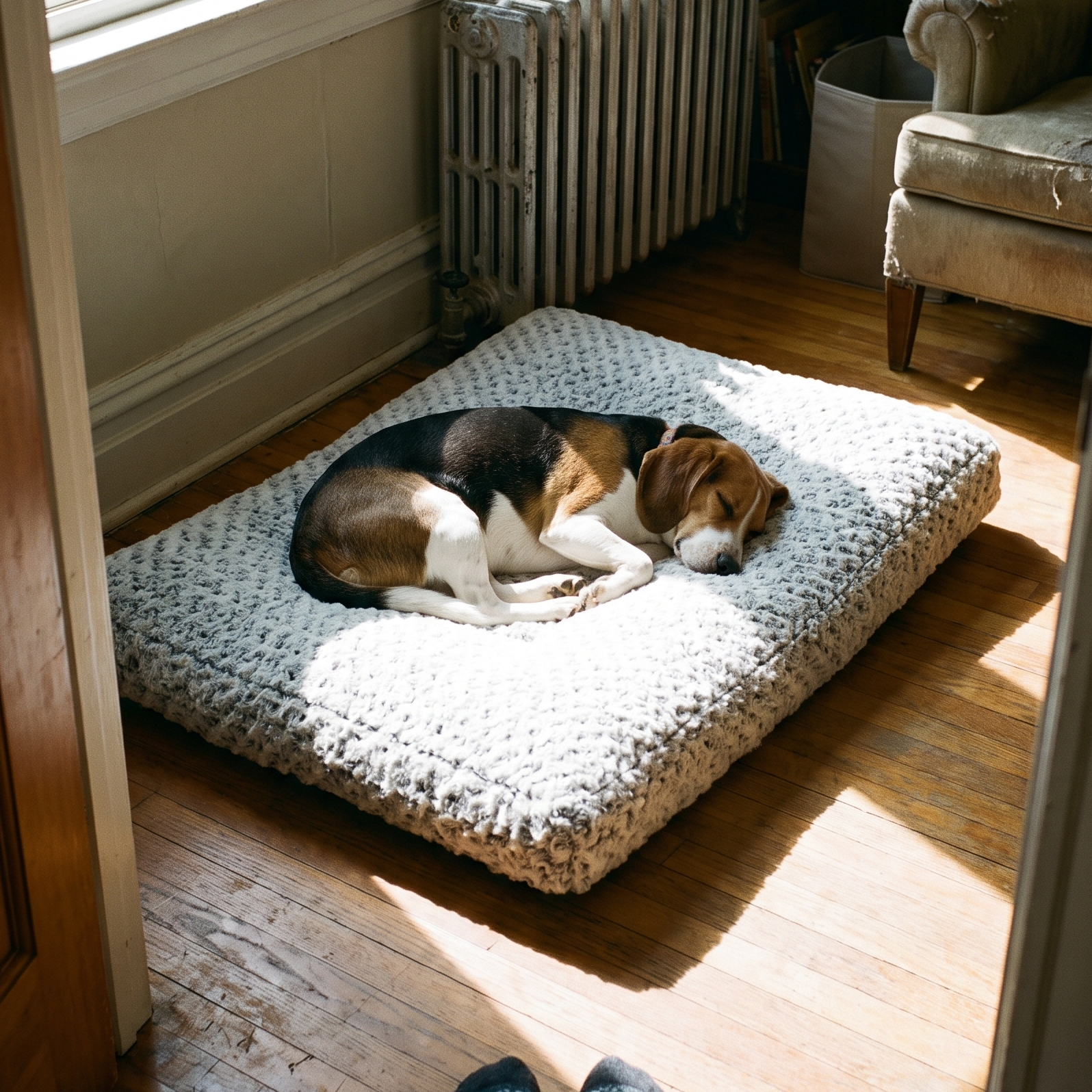 Beagle asleep on the velvet plush pet bed on a sunlit hardwood living room floor - lifestyle v2