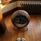 Grey tabby settled in the woven banana-leaf cat bed basket on a living-room floor - lifestyle v2