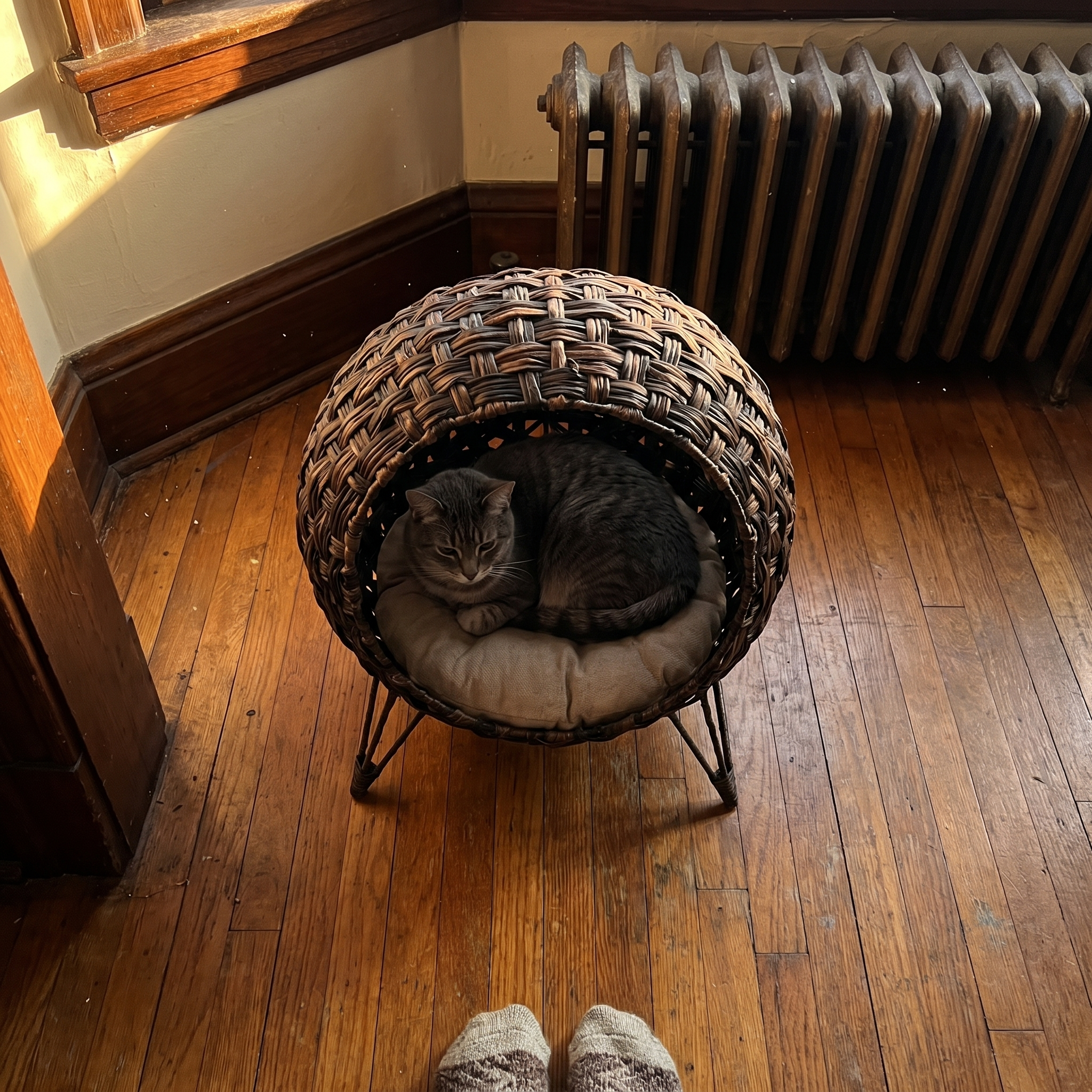 Grey tabby settled in the woven banana-leaf cat bed basket on a living-room floor - lifestyle v2