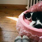 Tuxedo cat curled inside the pink frilled round pet bed on a sunlit hardwood floor.